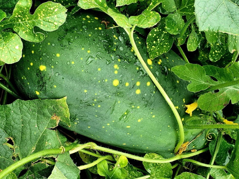 'Moon and Stars' watermelons are reminiscent of the starry sky. The name of the breed is not in vain. photo Lina Narvydienė