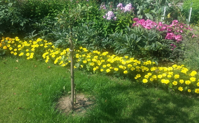 Bright yellow and tall pink flowers - who dominates here?