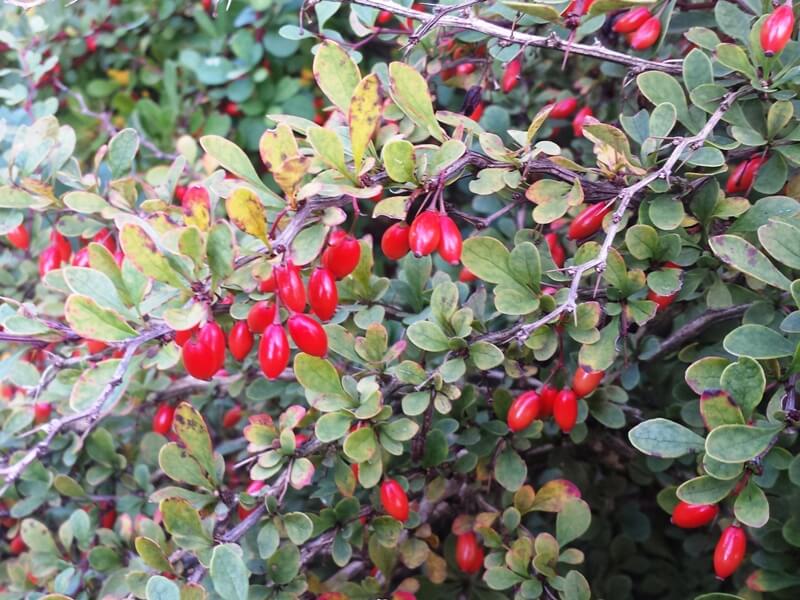The Raugerškis shrub not only impresses with its brightly colored berries, but is also an excellent hiding place for birds. author of the photo L. Lubertaitė.