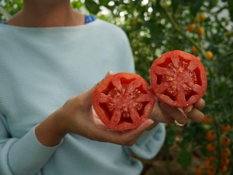 Grafted tomatoes 'Rosamunda F1'. photo Lina Lubertaitė