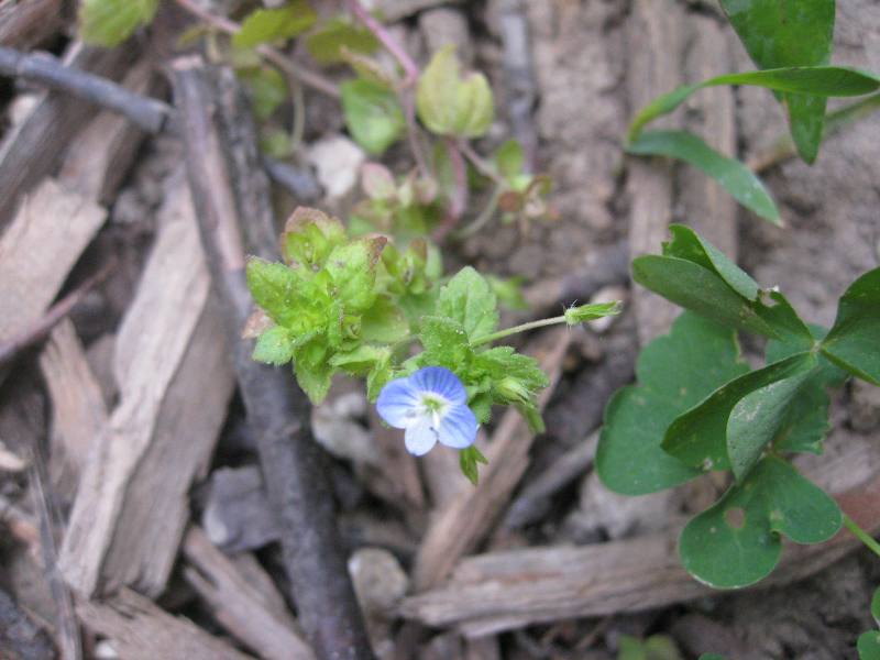 Natural mulch: it is difficult for weeds to grow in it