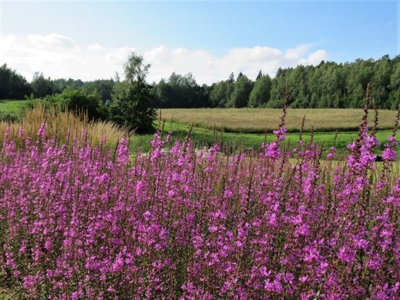 Lythrum salicaria DROPMORE PURPLE