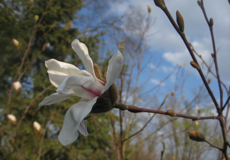 Magnolia