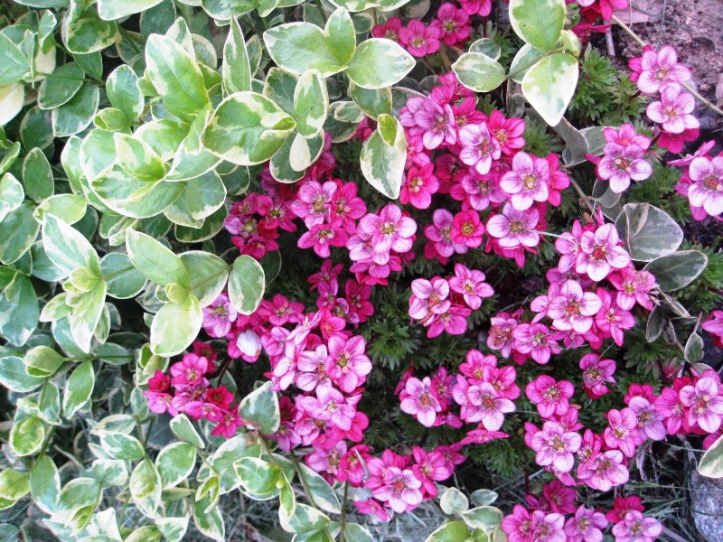 Perennial carpet plants can replace lawns in places where you don't walk