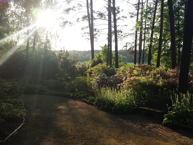 If there is a forest in your yard, grow plants typical of those areas