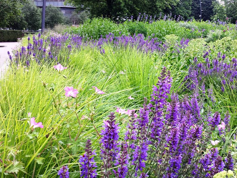 Naturalistic landscape. Plants should grow in such a way that there are no gaps between them - this will prevent weeding. photo L. Liubertaitė