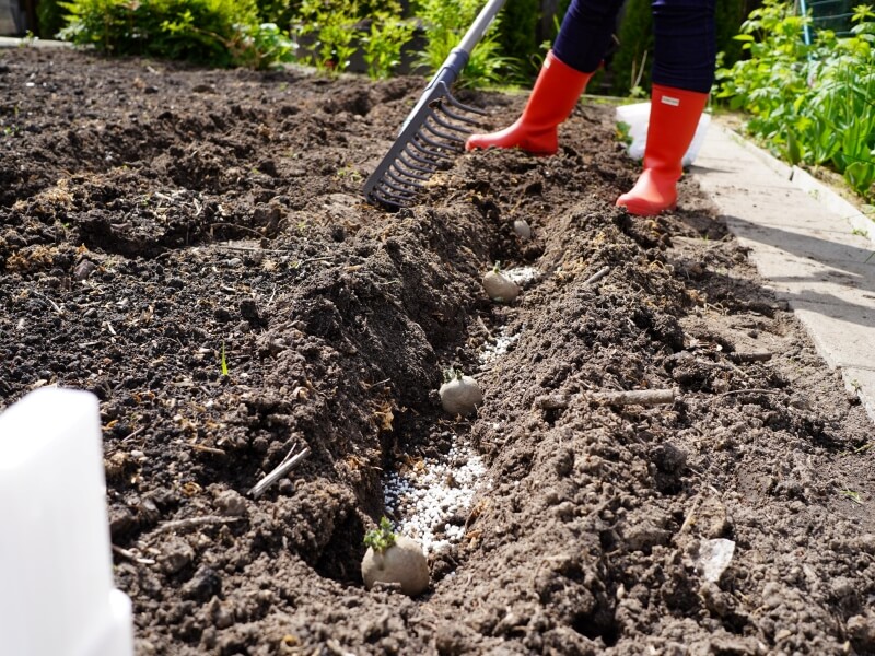 Spread the fertilizer into the spaces between the potatoes – only add a good handful of fertilizer at a time. photo Lina Lubertaitė