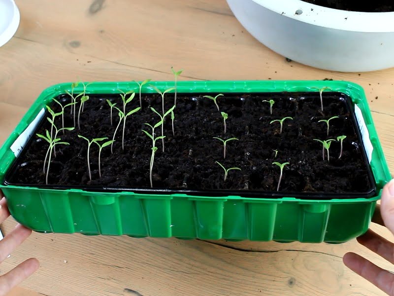 Tomatoes germinated differently in the nursery