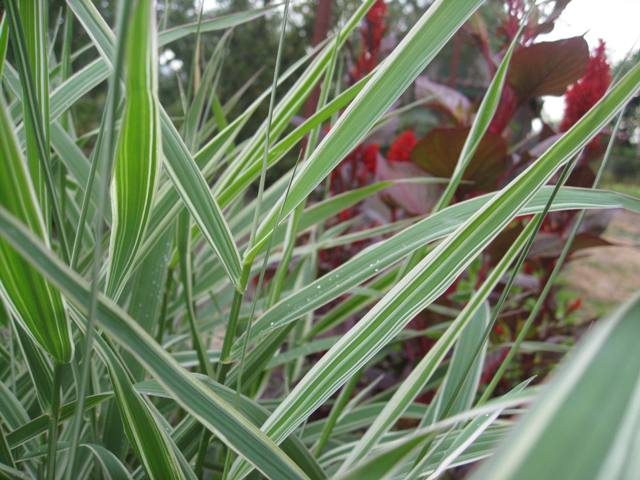 cane strip