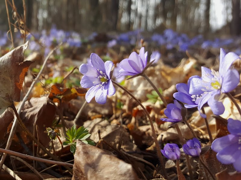 The flowering celebrations in 2019 begin with the primroses blooming – a fantastic opportunity to get out and enjoy the view. photo L. Liubertaitė