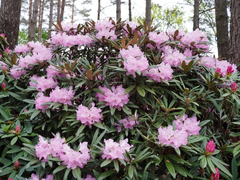 Broadleaf rhododendrons are familiar to many growers. photo Lina Lubertaitė 