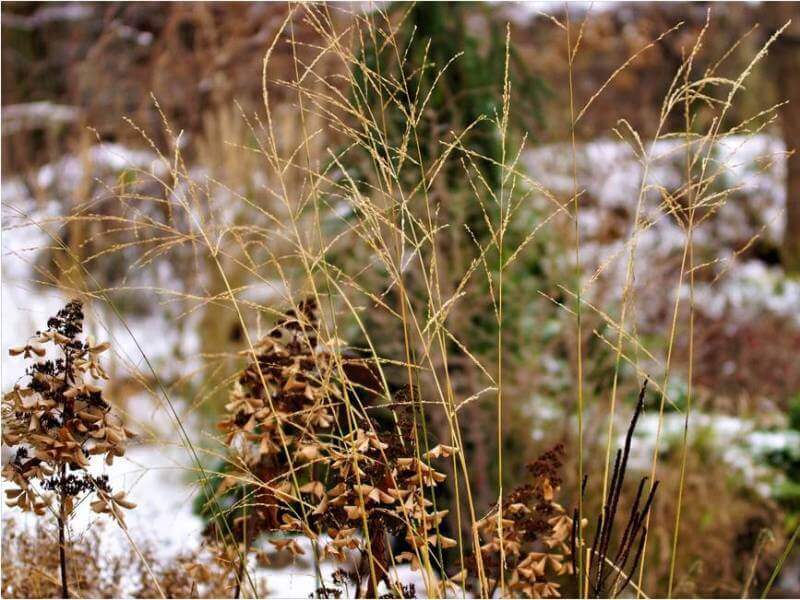 Herbaceous perennials look decorative even in winter. photo L. Liubertaitė