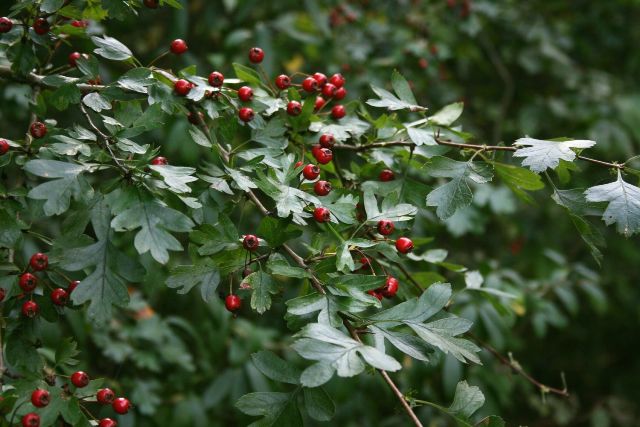 Single petal hawthorn. Image from commons.wikimedia.org