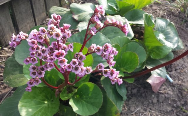 Bergenia, plant structure.
