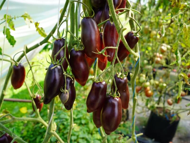 Elongated tomatoes are suitable for both canning and drying. photo Lina Lubertaitė