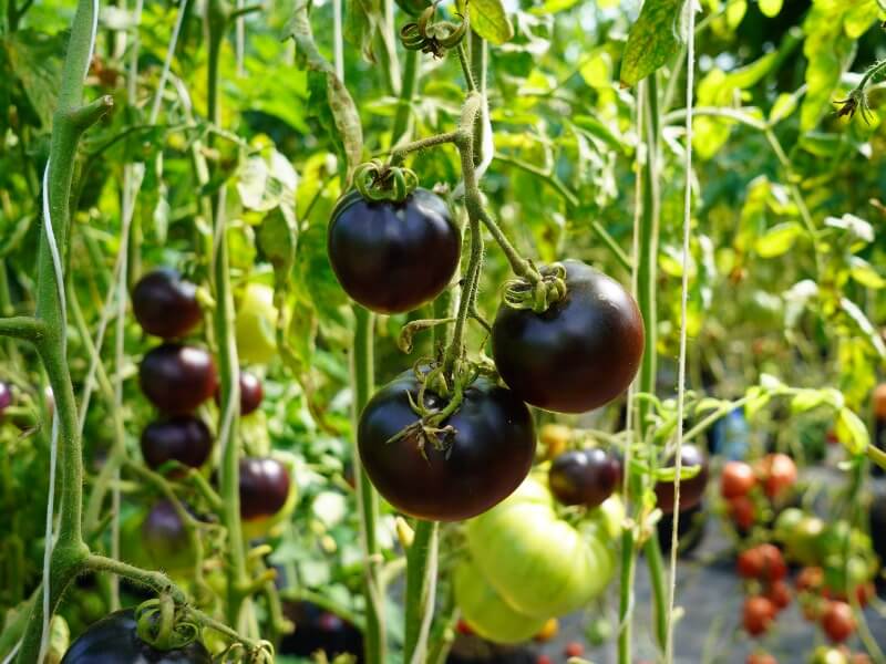 How to choose tomatoes to grow: you can choose based on color. Here are the anthocyanin tomatoes. photo Lina Lubertaitė