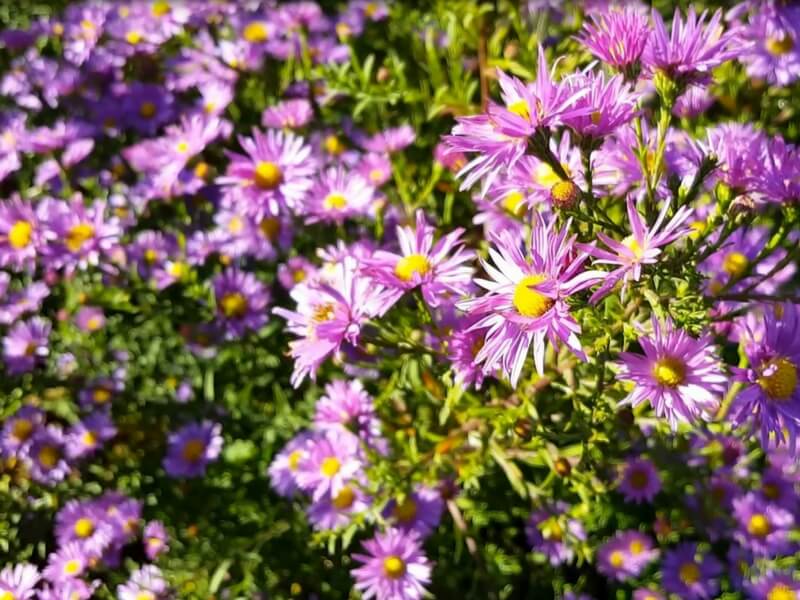 Flowering plants in autumn. photo L. Liubertaitė