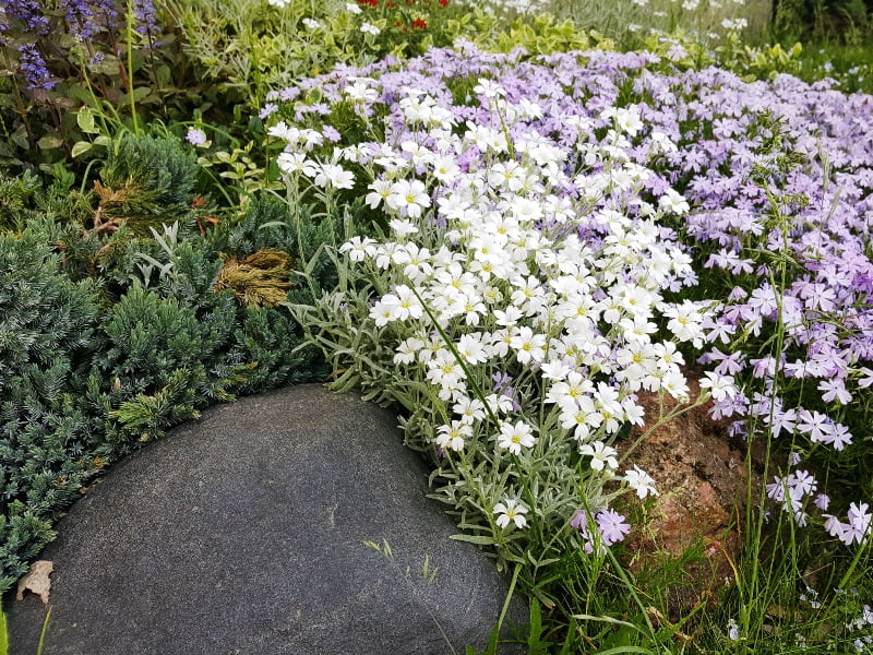 Don't choose many different types of plants. It is best to choose several and plant them in groups