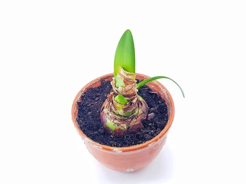 At the end of autumn, move the potted amaryllis bulb to the light and water it - this will help it wake up.