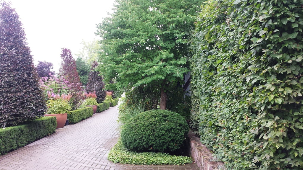 Hedge
