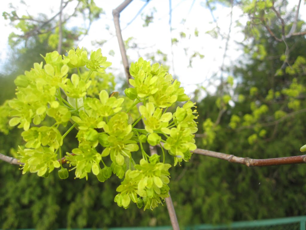 Common maple in bloom, April. Kupiškis, photo L. Liubertaitė
