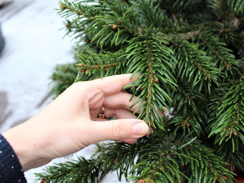 Christmas Tree If the tree is healthy, its roots are intact and it receives sufficient moisture, the needles are green and shiny. photo L. Liubertaitė