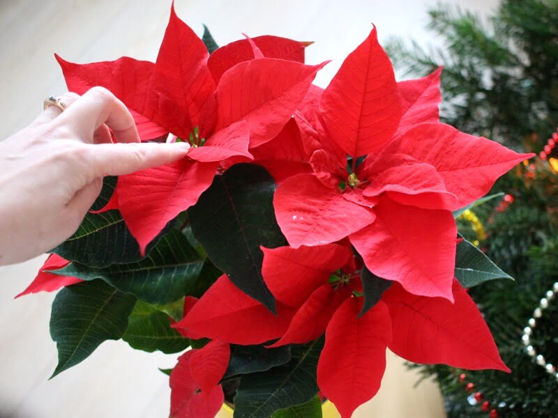 When choosing poinsettias, pay attention to the center itself, its true flower. author of the photo L. Lubertaitė.