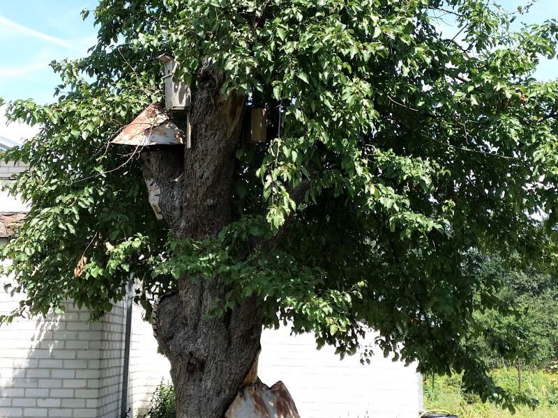 The oldest apple tree in Lithuania still bears fruit, although only a few branches are still alive. The old Kaunas apple tree from 1960. is a protected natural heritage. photo L. Mekionis