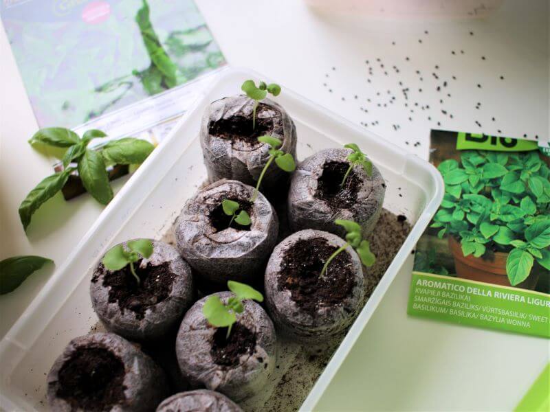 Growing basil from seeds. These are sown in peat tablets. photo L. Liubertaitė
