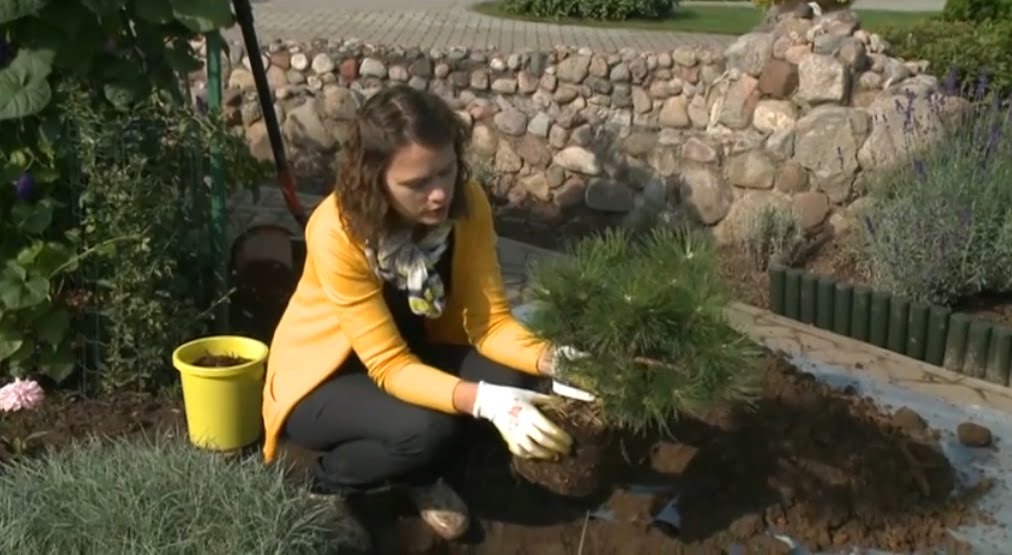 L. Liubertaitė is planting a pine sapling of the variety 