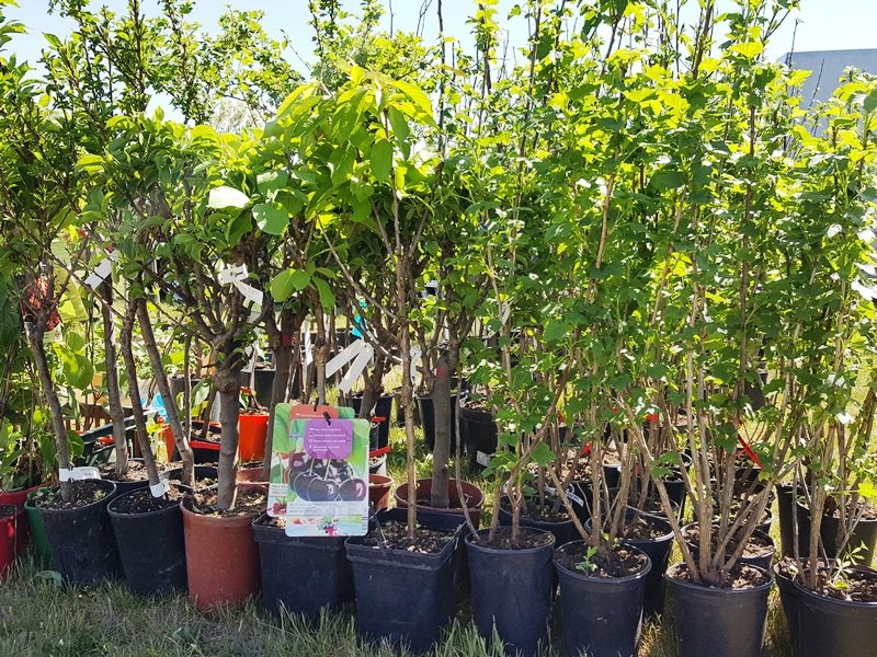 When purchasing a plant, carefully examine its branches