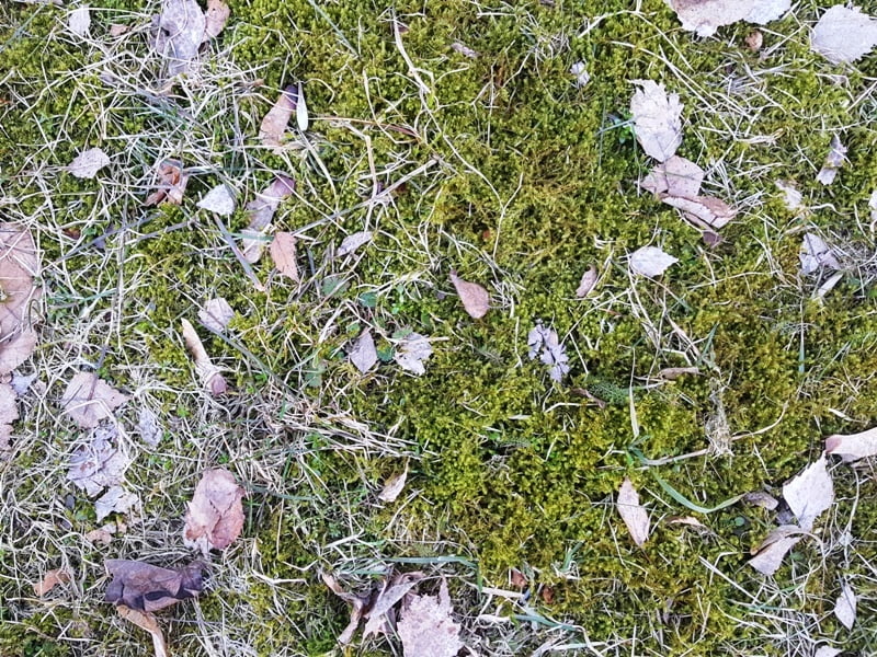 Killing moss in the lawn