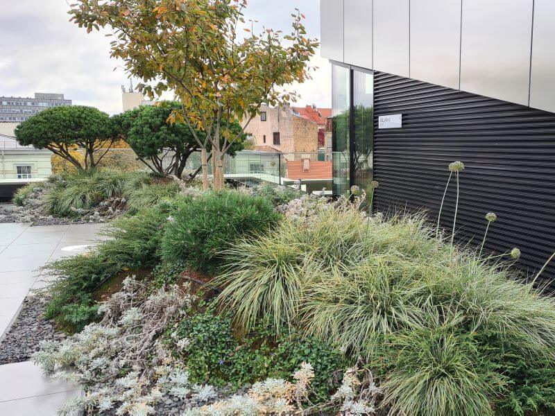 Garden on the roof of the house. Full hills