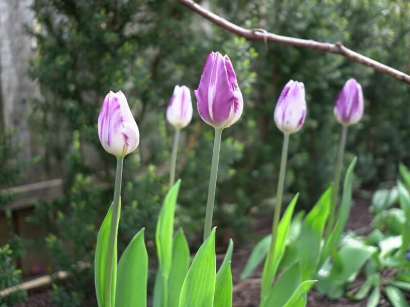 The tulip virus will spread uncontrollably if you don't eradicate diseased tulips. There are also some viral tulips in this photo. photo Lina Lubertaitė.